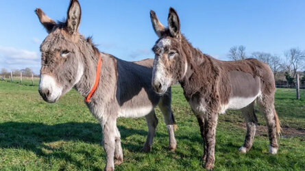 seconddonkey.jpg