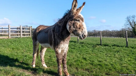 maindonkey.jpg