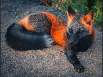 melanistic fox 1.jpg