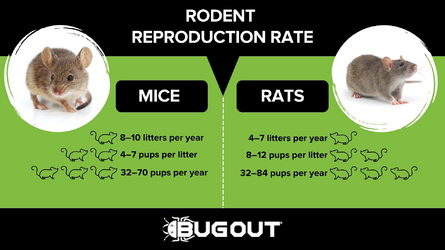 rodent-infographic-bugout.png