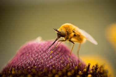 bee fly 3 (1).png