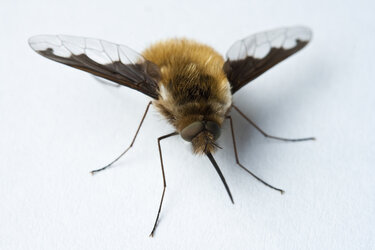 bee fly 4.jpg
