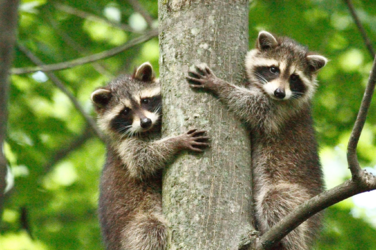 raccoons.png