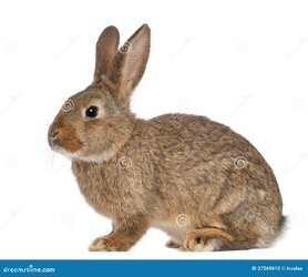 rabbit-sitting-27269610.jpg
