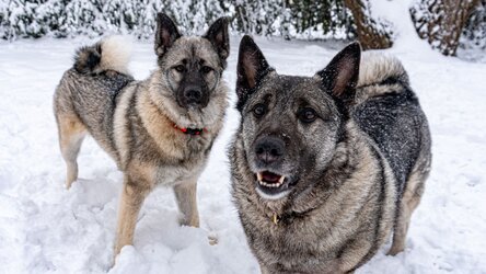 two-norwegian-elkhound-dogs.jpg