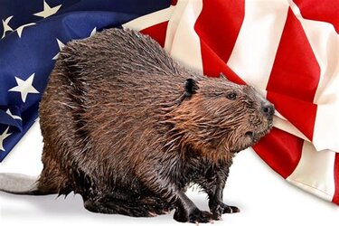 PatrioticBobr.jpg