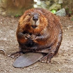 BeaverTail.jpg