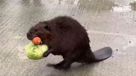 BeaverShopping2.jpg