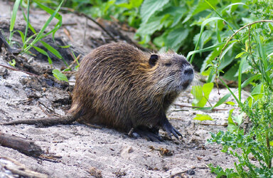 MyocastorCoypus-199158542.jpg