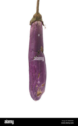 rotten-eggplant-isolated-on-white-background-M6HEM8.jpg