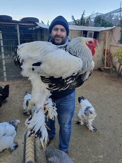 largest-chicken-in-the-world.jpg