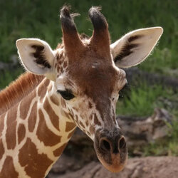71399580007-giraffe.jpg 71399580007-giraffe.jpg