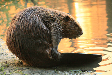 Beavers-1867928203.jpg