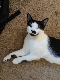 tell-me-your-cats-personalities-v0-8lpfwywjmz1d1.jpeg