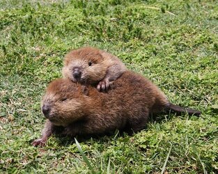 baby-beaver-buddies.jpg