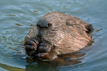 close-up-of-beaver.jpg