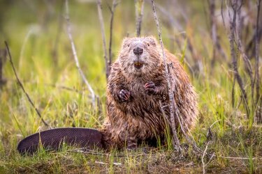 beaver.jpg