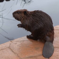 north-american-beaver.jpg