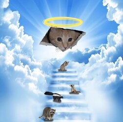 angel.jpg
