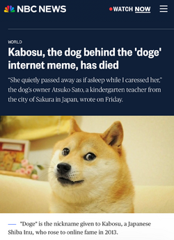 Kabosu, the dog behind the 'doge' internet meme, has died.png