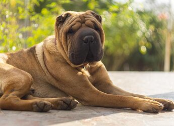 chinese-shar-pei.jpg