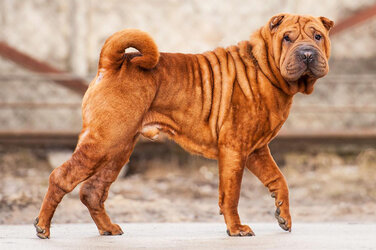 Shar-Pei.jpg