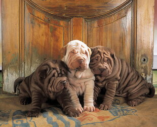 -cute-shar-pei-puppies-in-bed-patrick-hoenderkamp.jpg