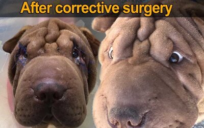 Sharpei-eyes-After-surgery-1080x675.jpg