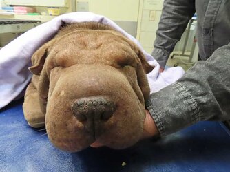 buddah-before-surgery.jpg