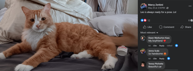 Leo the Dox Cat.png