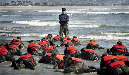 seal coronado swimming.png