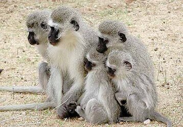 Funny Monkey Family-7.jpg