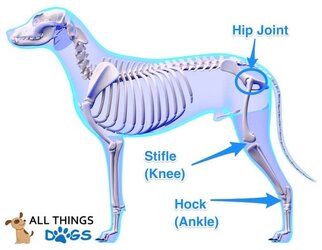 Dog-Hind-Leg-Anatomy-561398506.jpg