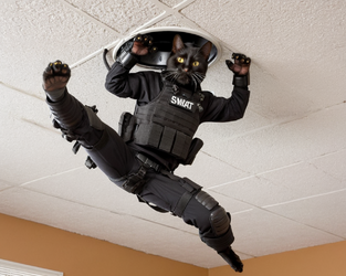 ceiling swat.png