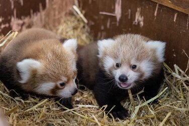 baby red pandas.jpg