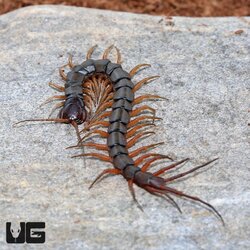 Giant Centpede.jpg