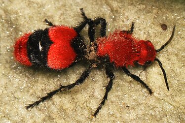 velvet ant.jpg
