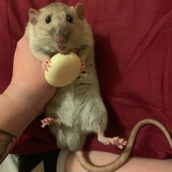 rat.png