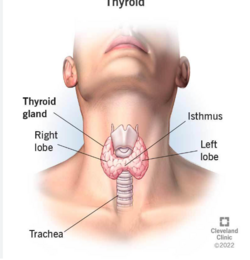 thyroid.png