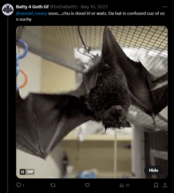 Weird Bat Tweet 1.PNG