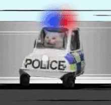 funny-cat-driving-police-car-0h54ci1k8sr9c6se.gif