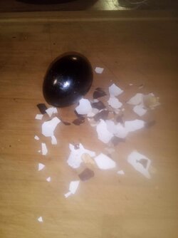 egg.jpeg