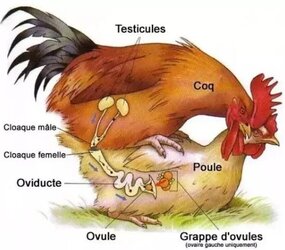“Cloacal-Kiss”-Chicken-Mate[1].jpg