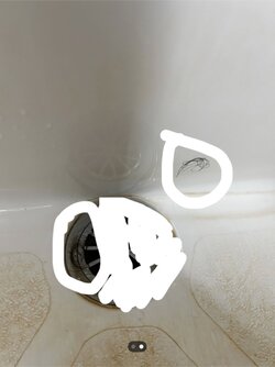 IMG_3519.jpeg