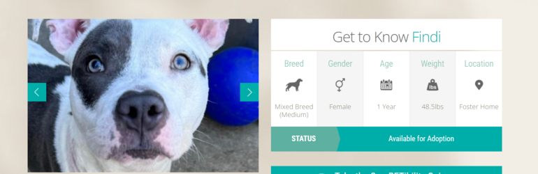 pitbull4.PNG