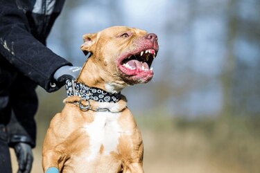 agressive-pitbull-terrier-600nw-1293582493.jpg