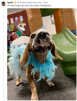 dogs from work 2.png