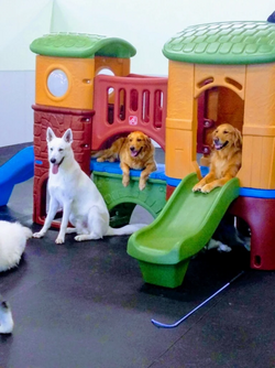 4 Paws Pet Resort 2.png