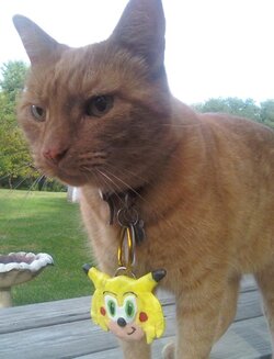Abused_cat.jpg