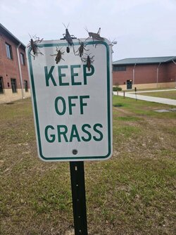 keep off the grass.jpg